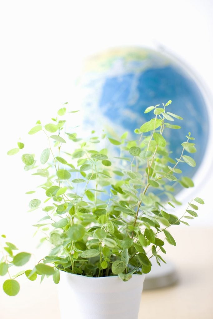Green Household Cleaners